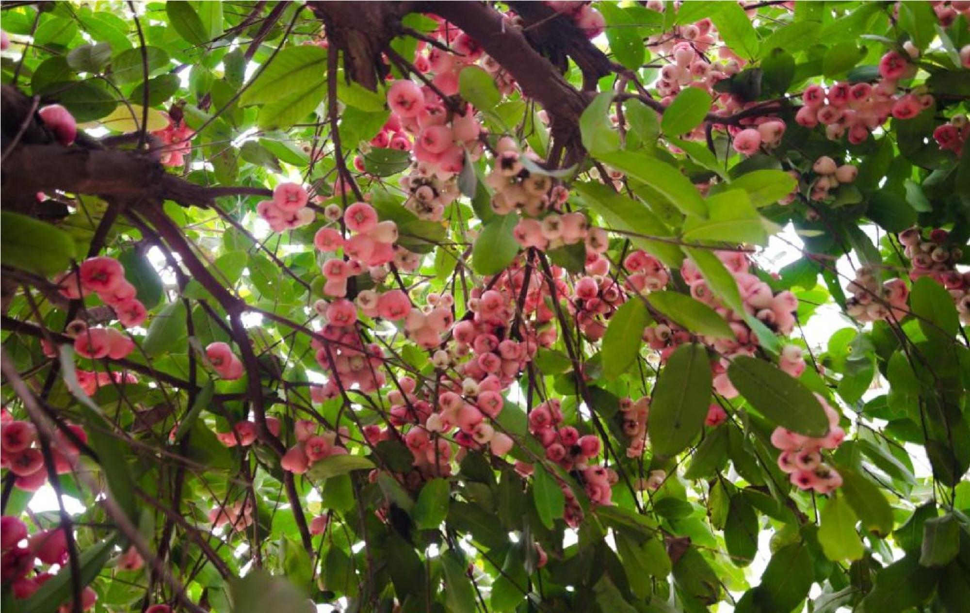 Riverside Plum Garden Villa Χόι Αν Εξωτερικό φωτογραφία