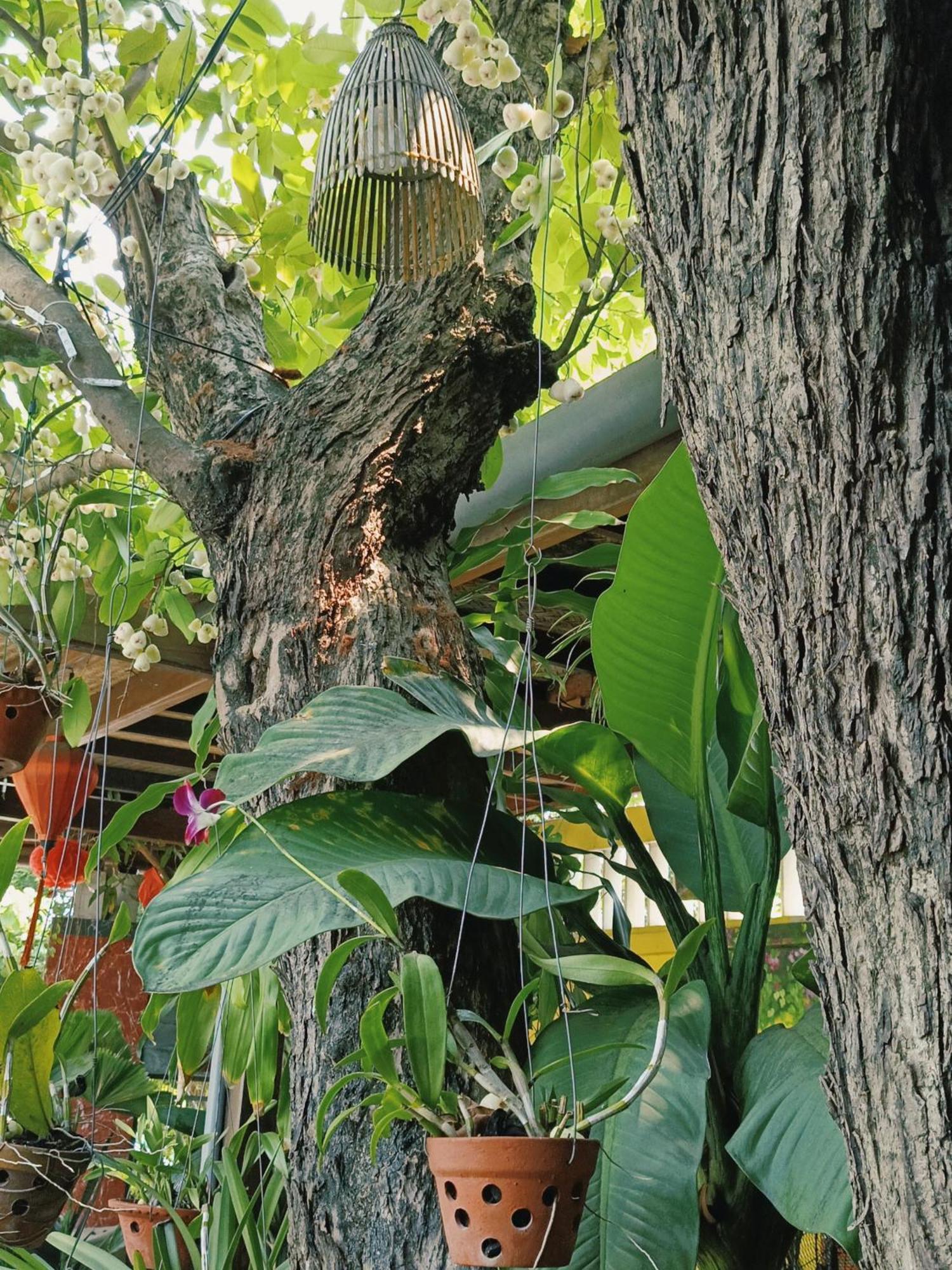 Riverside Plum Garden Villa Χόι Αν Εξωτερικό φωτογραφία