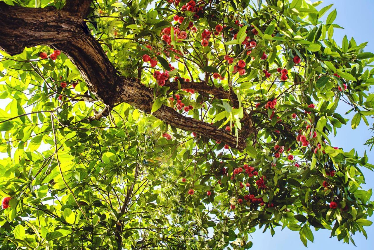 Riverside Plum Garden Villa Χόι Αν Εξωτερικό φωτογραφία