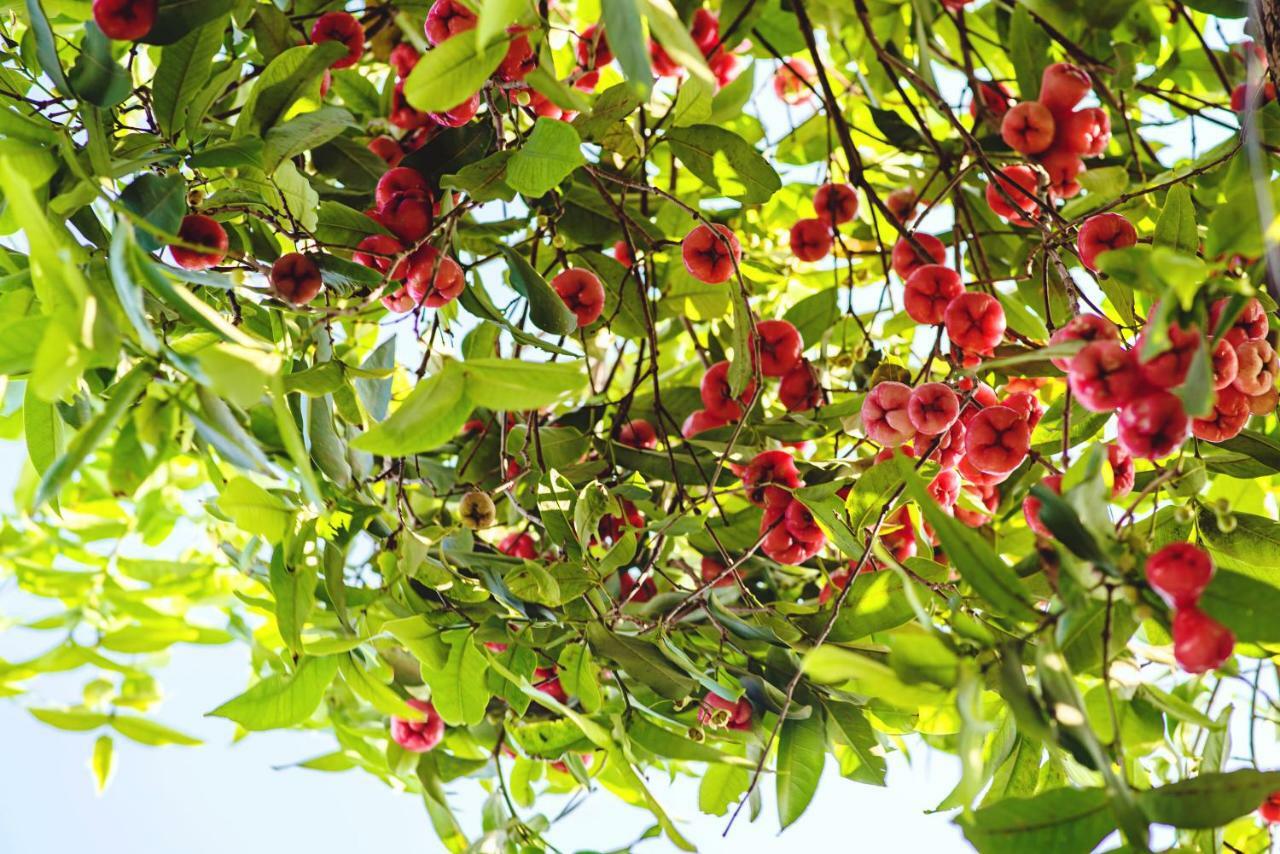 Riverside Plum Garden Villa Χόι Αν Εξωτερικό φωτογραφία