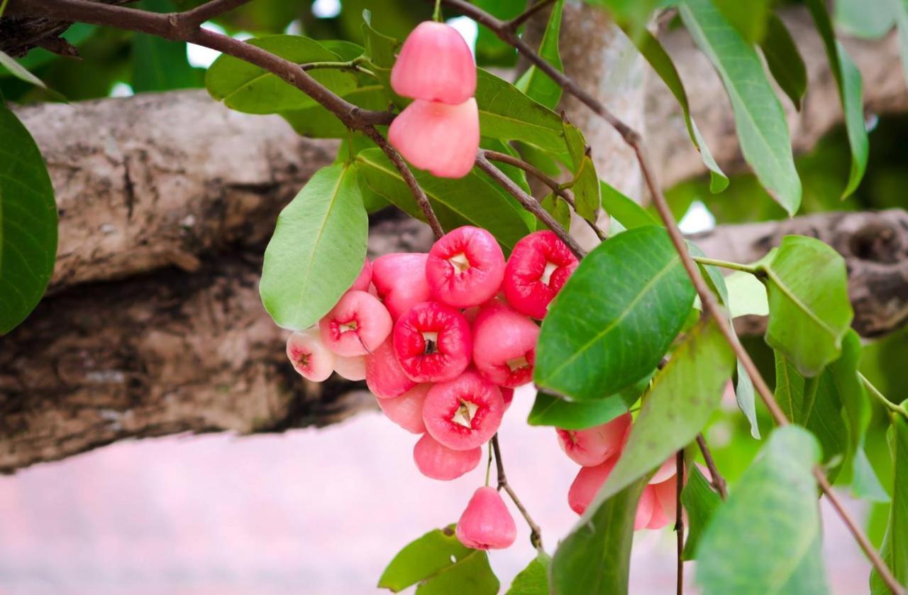 Riverside Plum Garden Villa Χόι Αν Εξωτερικό φωτογραφία